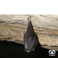 گونه خفاش نعل اسبی کوچک Lesser Horseshoe Bat